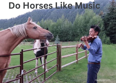 Do Horses Like Music – An Enigma with Multiple Views