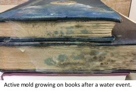 what does mold on books look like how does mold affect the durability of paper?